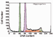 DNA cell cycle graph